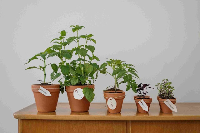 What plants can grow with little to no sunlight?