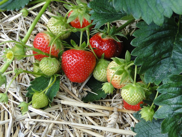 Strawberry Plants