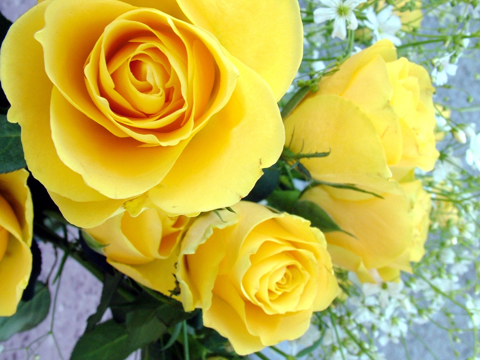 Yellow Rose Flower Images Download - Beautiful Flower Images Download - rose wallpaper Rose Flower Images Download - NeotericIT.com