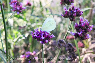 wollam gardens, nature, flowers, instagram, anniversary, butterfly, macro photography, photoblog, Photographer, Photography, Virginia photographer, 