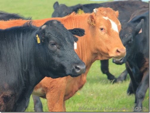 14-cows