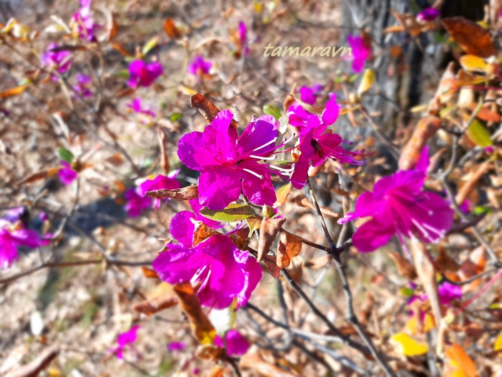 Рододендрон остроконечный (Rhododendron mucronulatum)