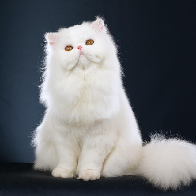 Kucing Domestik: Persian