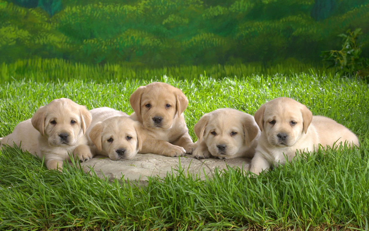 ... puppy pictures 3 cute puppies beautiful puppies wallpapers 5 cute