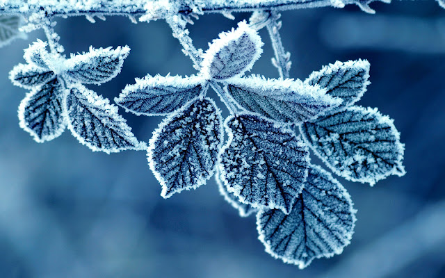 Snow Leaf HD Wallpaper, Snow HD Wallpaper, Free HD Wallpaper