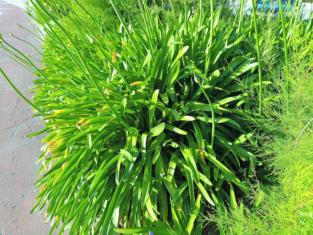 Flor de amor, agapanto o lirio africano (Agapanthus africanus (L.) Hoffmanns.).