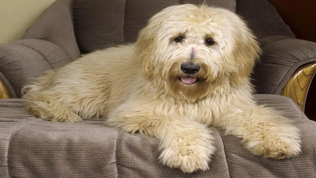 Goldendoodle