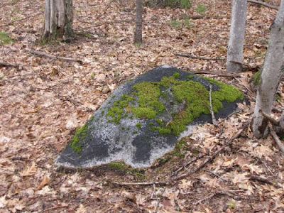 rock with moss