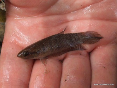 betta_wild_fighting_fish_species_3