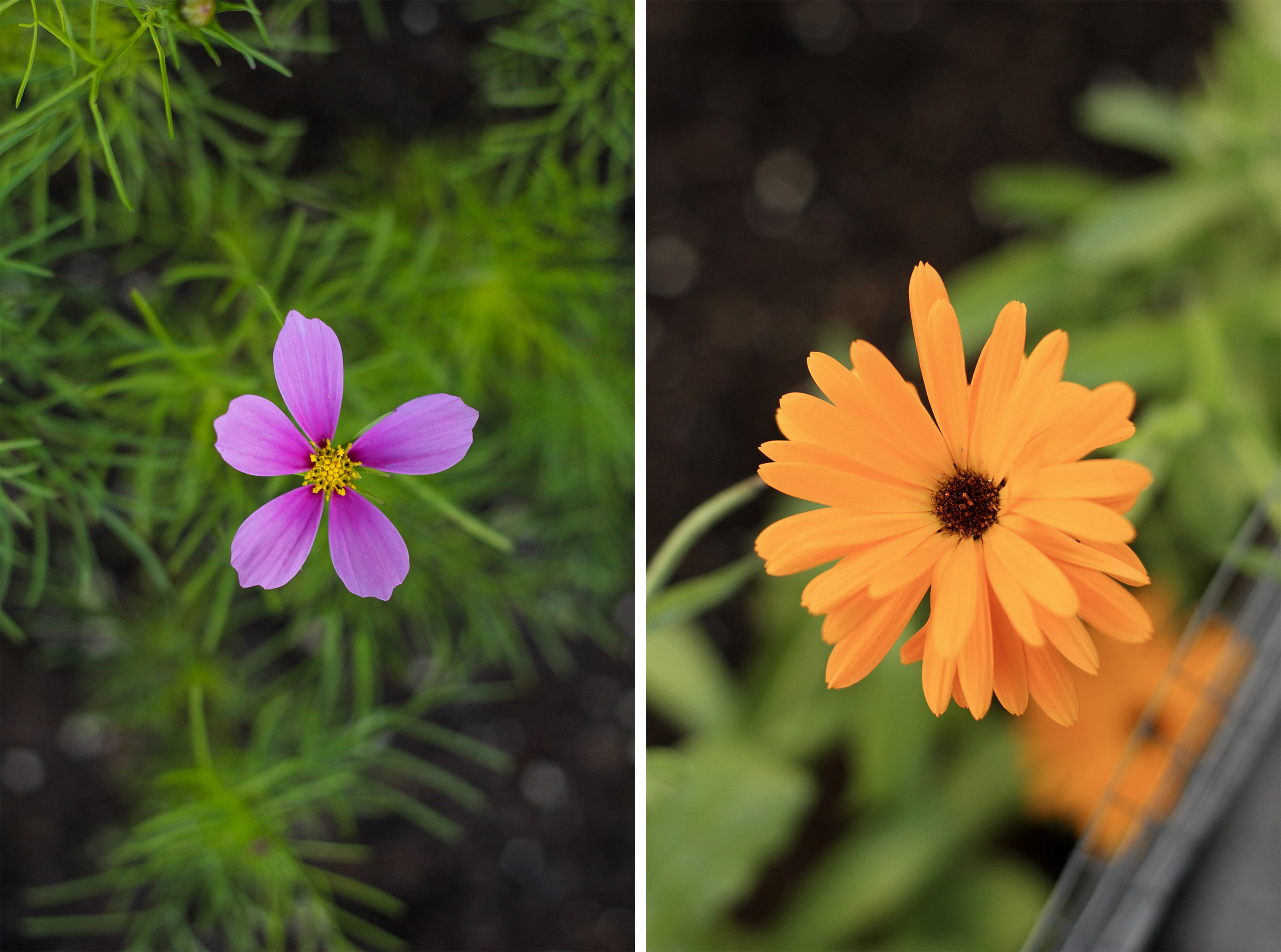 Flor de Cosmos e de Calêndula Flor de Cosmos e de Calêndula