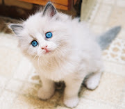 Ragdoll Cat Pictures (ragdoll cat picture)