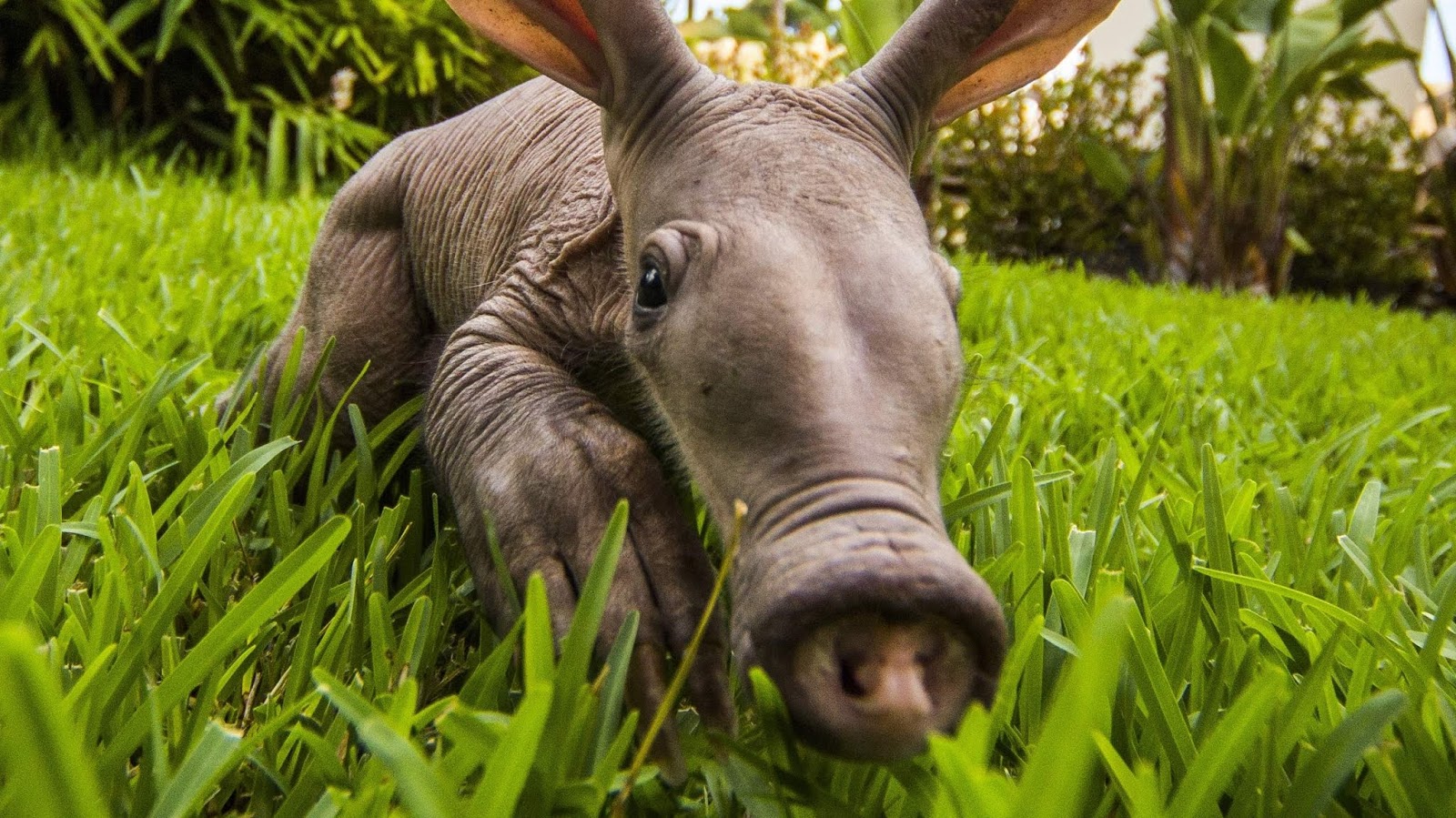 Aardvark Animal Images And Vectors Download - Wallpaper HD  