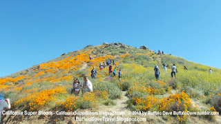 People in the California Poppies