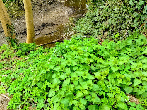 土手に生えたイラクサ