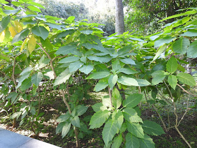 黃花曼陀羅