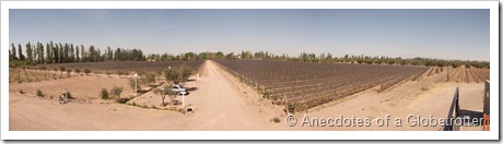 Vineyards of Mevi