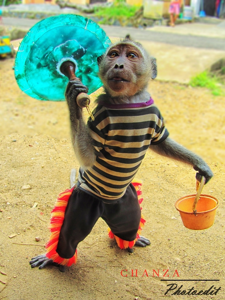 Foto Lucu Binatang Monyet Terbaru Display Picture Unik