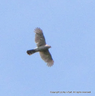 Cooper's Hawk