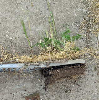 Weeds through the grating