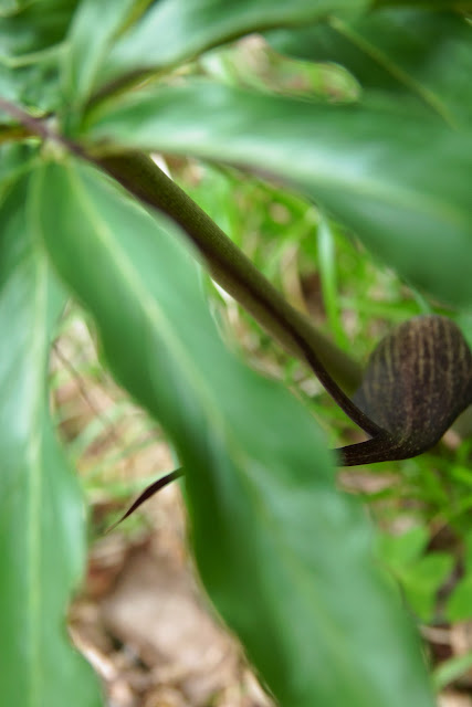 Arisaema urashima