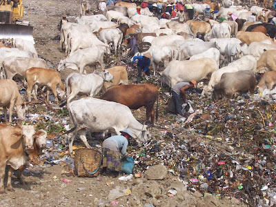 Daging sapi yang makan sampah berbahaya buat kesehatan manusia