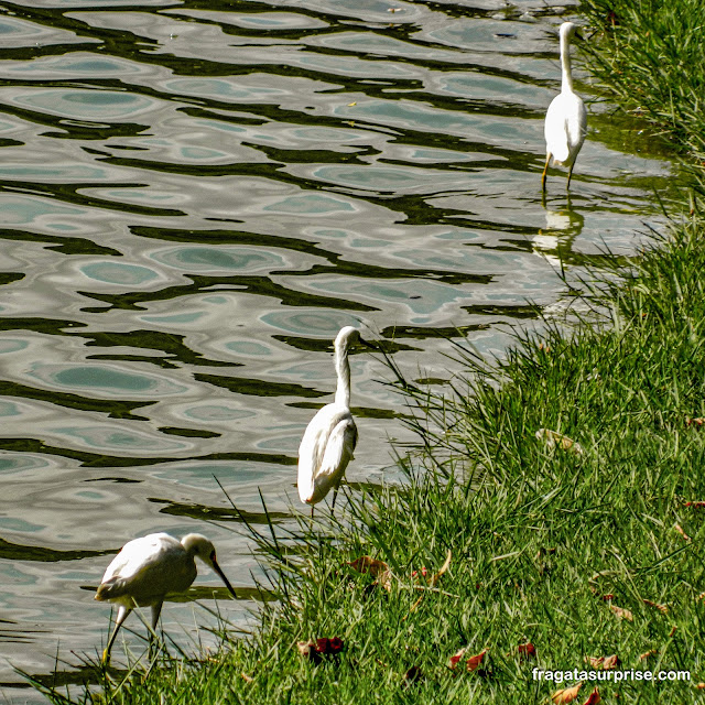 Garças na Lagoa da Pampulha em Belo Horizonte