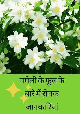 चमेली का फूल : Jasmine flower in Hindi - English