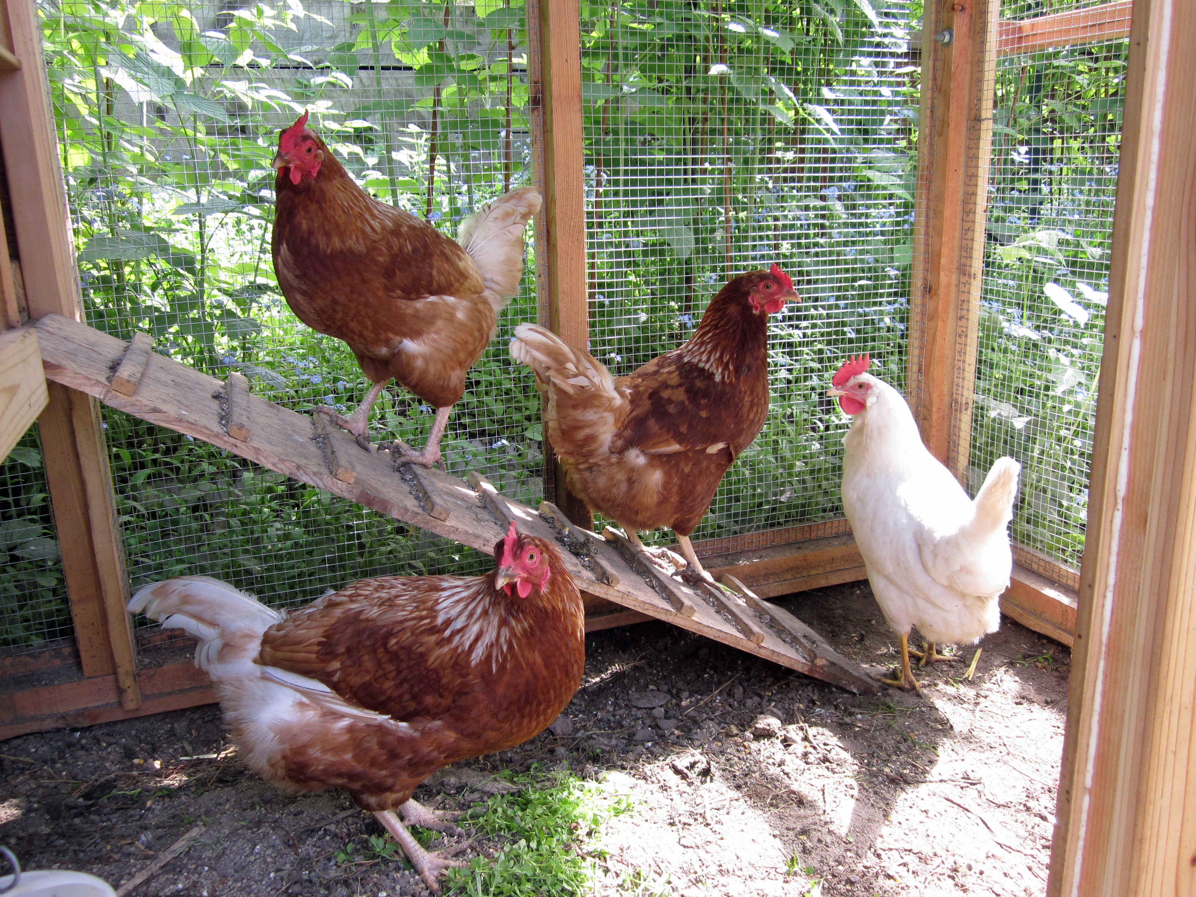 Backyard Chickens in Texas