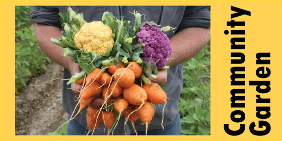 community vegetable garden