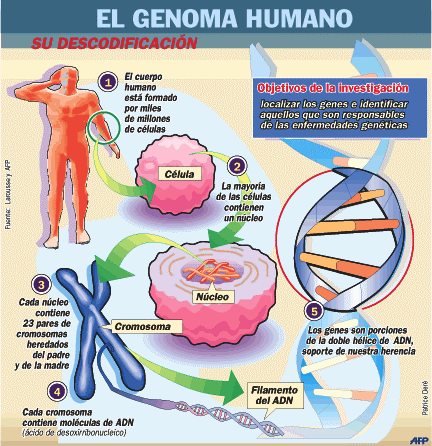 Resultado de imagen para proyecto genoma humano