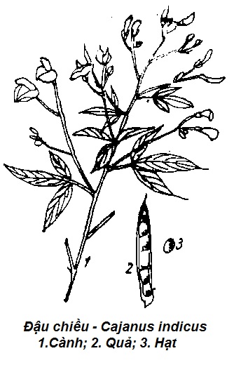 THÔNG TIỂU TIỆN VÀ THÔNG MẬT-Đậu chiều-Cajanus indicus