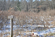 . the woodchuck tick and the brown dog tick. That's two dog ticks! (dsc )