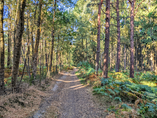 The byway through Hawkshead Wood