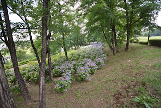 荻窪公園の紫陽花2015