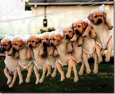  _cachorrinhos