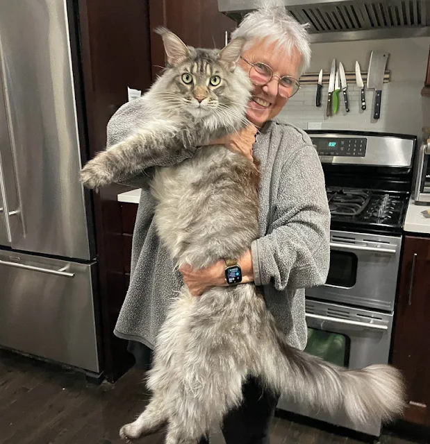 Maine Coons are placid