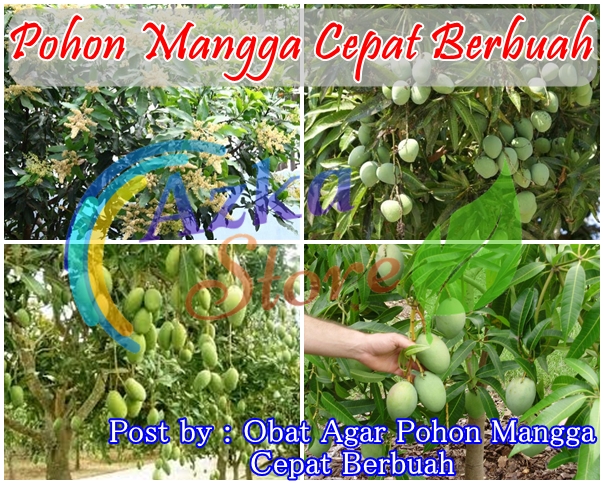 Obat Agar Pohon Mangga Cepat Berbuah