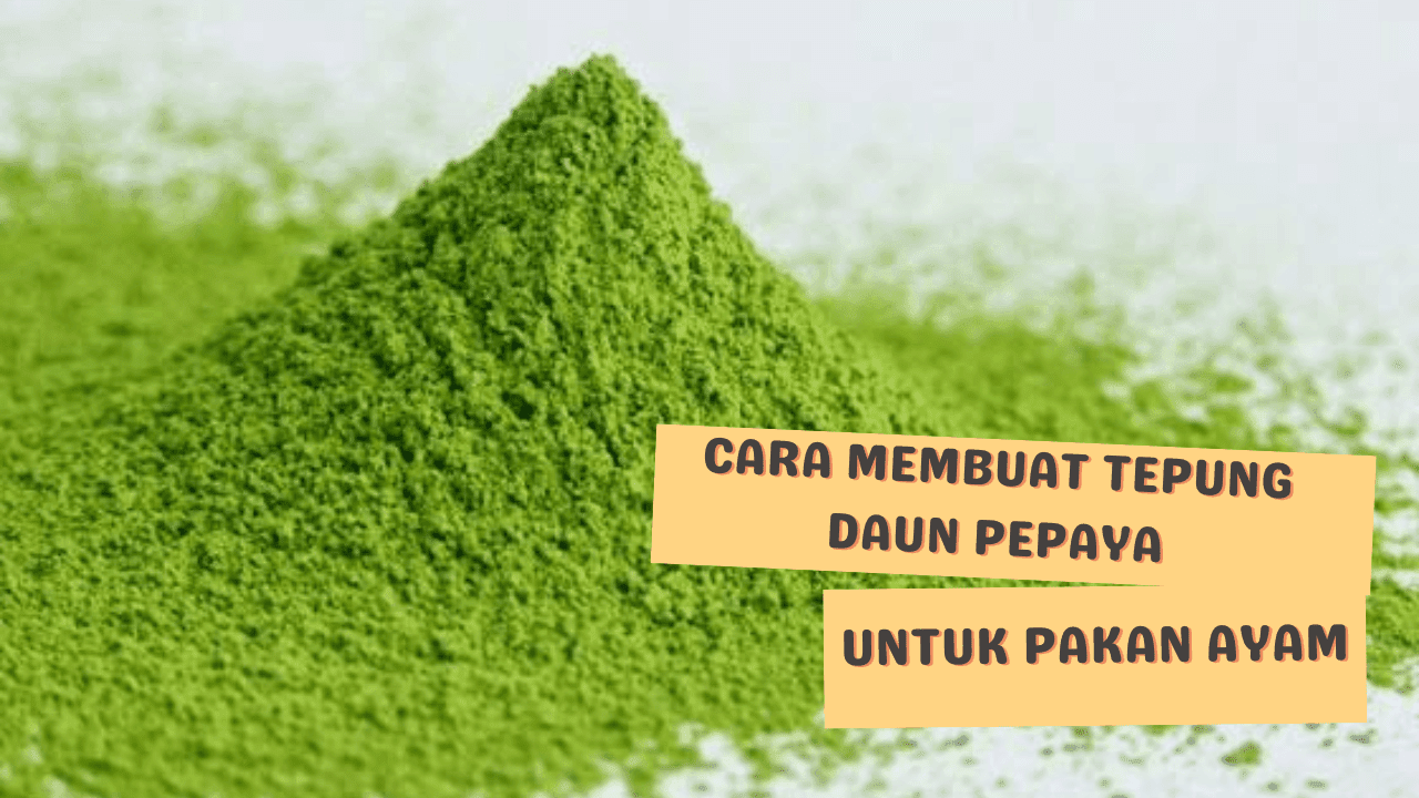 https://www.kerjaayam.com/2022/09/5-cara-membuat-tepung-daun-pepaya-untuk-pakan-ayam.html