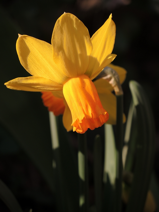 in mijn tuin: lenteblommen!