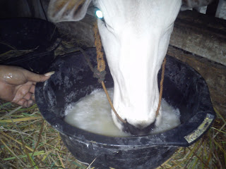 Air Limbah Tahu untuk Minum Sapi