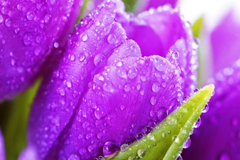 12+ Gambar Bunga Warna Purple, Yang Lagi Trend!