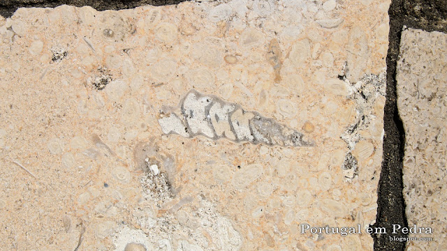 fossil gastropode pavimento