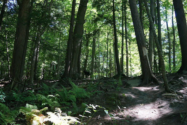 Hill on the Mast Trail in Rouge Park