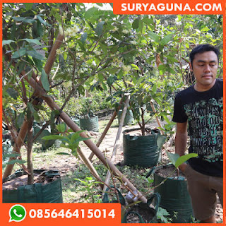 planter bag dari suryaguna 085646415014