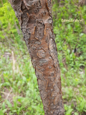 Маакия амурская (Maackia amurensis)