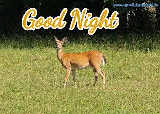 Good Night images hd Download