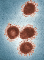 An image of virus organisms