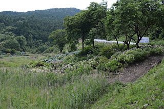 南指原ほたるの里紫陽花