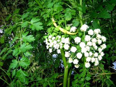 celery flower