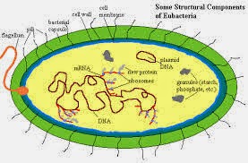 Archaebateria dan Eubactaeria Tentang Ciri dan Peranannya 